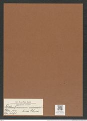 Lithodesmium minusculum Grun. (de-Toni-Nr.: Genus 144, Species 4091) Zeichnungen Sammlung Grunow Mappe 04103 (Herbarium_W_Grunow_drawings_Folder_04103)